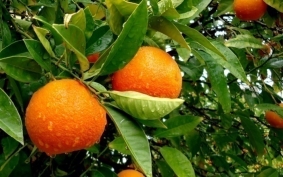 http://www.minipedia.org.ua/wp-content/uploads/2013/01/apelsin-kitajskoe-yabloko_1.jpg